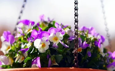 12月に咲く花10選｜寒い冬でも楽しめるおすすめ植物や育て方のコツを紹介！