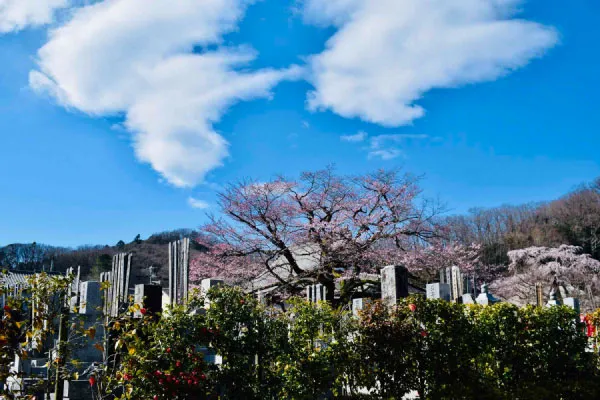 大光寺、樹齢200年のエドヒガンザクラと樹齢400年のシダレザクラが咲く