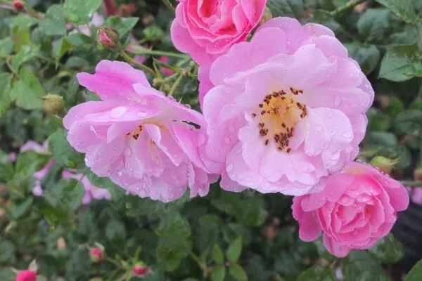 Labyrinth バラの迷宮 pickup73『ベルスーズ』