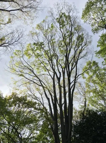 空に向かって伸びるケヤキの新緑