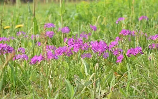 特別天然記念物「田島ヶ原サクラソウ自生地」に咲くサクラソウ