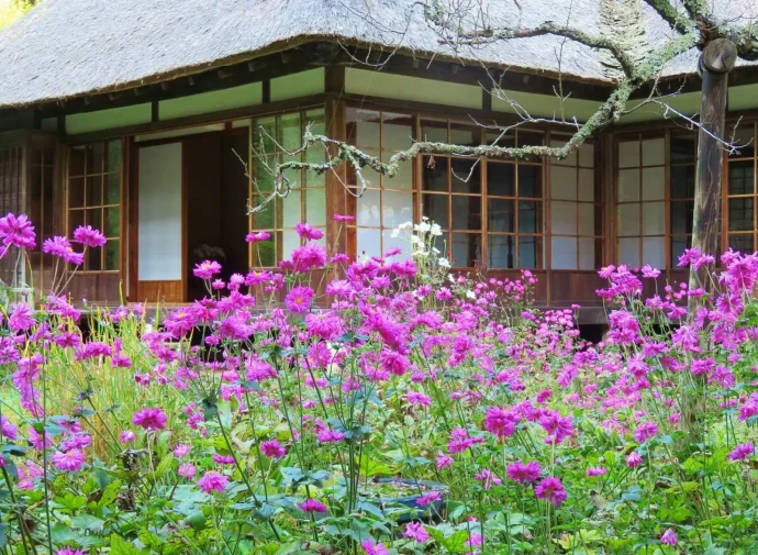 浄智寺の書院の庭に咲くシュウメイギク（貴船菊）　キンポウゲ科
