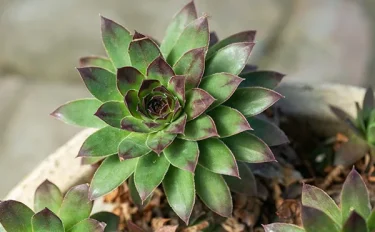 【多肉植物】 センペルビウムの育て方とは？増やし方や植え替えについて