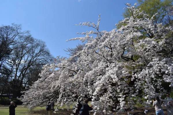 滝のように咲く満開のソメイヨシノ（染井吉野）