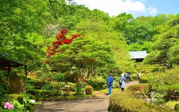 新緑が映える町田ぼたん園