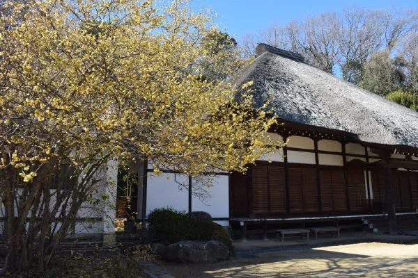 ロウバイ咲く寺院（横浜市西方寺）