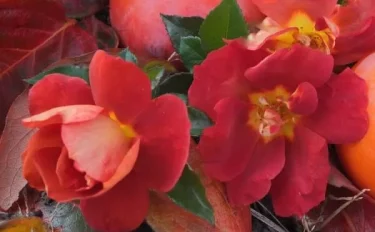 Labyrinth バラの迷宮 pickup78『バリスタ』