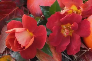 Labyrinth バラの迷宮 pickup78『バリスタ』