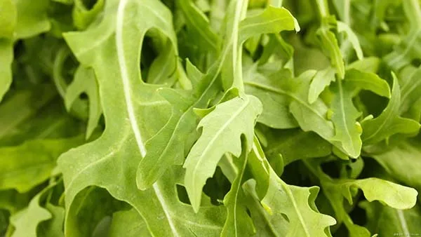 家庭菜園】ルッコラの育て方｜プランター栽培や露地栽培・水耕栽培の