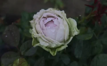 Labyrinth バラの迷宮 pickup72『コフレ』