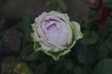 Labyrinth バラの迷宮 pickup72『コフレ』