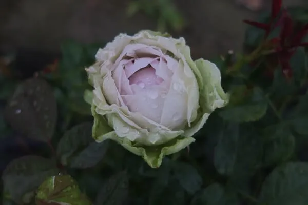 Labyrinth バラの迷宮 pickup72『コフレ』