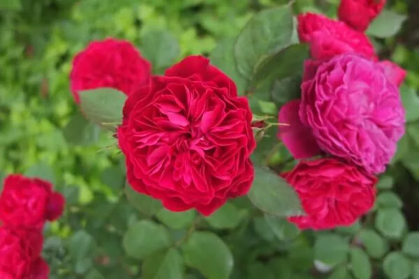 美品・ルイスキャロル⭐️薔薇モチーフの素敵なレース