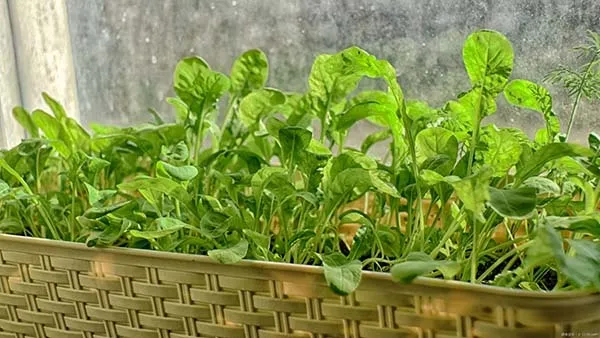 【家庭菜園】ルッコラの育て方｜プランター栽培や露地栽培・水耕栽培の方法を解説