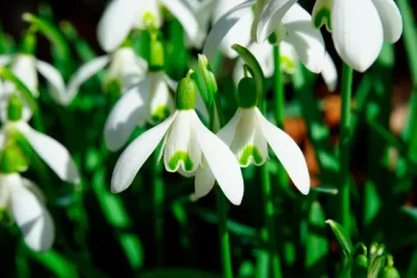 スノードロップの育て方｜特長や栽培の流れ、増やし方について | 植物