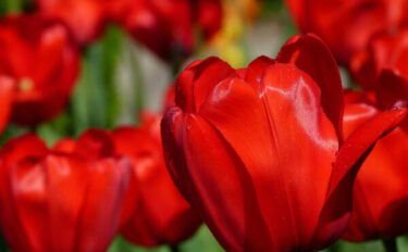 赤い花を咲かせる育てやすい植物28選｜春夏秋冬の季節別に紹介