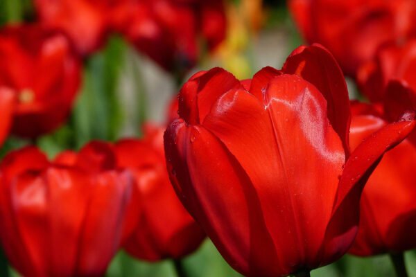 赤い花を咲かせる育てやすい植物28選｜春夏秋冬の季節別に紹介