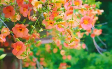 【ノウゼンカズラの育て方】 夏の盛りに花を咲かせるノウゼンカズラの育て方