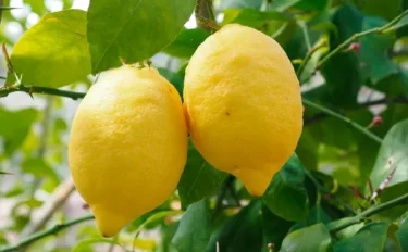 【果樹栽培】 レモンに最適な肥料やあげ方のコツ、お手入れ時の注意点は？