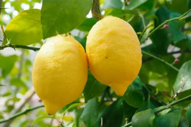【果樹栽培】 レモンに最適な肥料やあげ方のコツ、お手入れ時の注意点は？