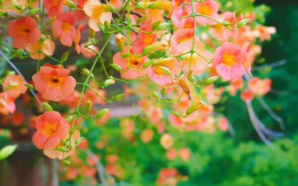 【ノウゼンカズラの育て方】 夏の盛りに花を咲かせるノウゼンカズラの育て方