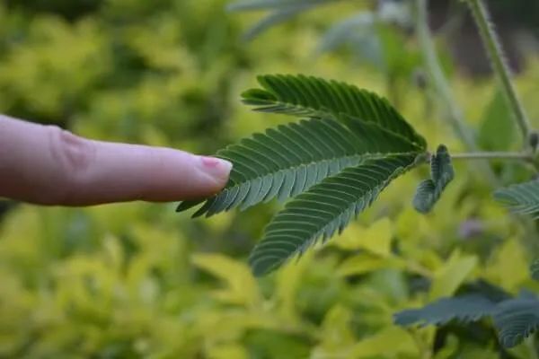 おじぎ草