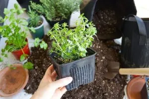 ハーブの植えつけ手順