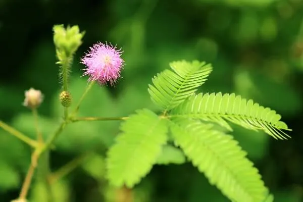 おじぎ草