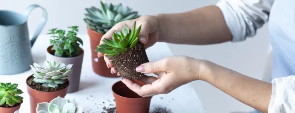 購入前にチェック｜多肉植物の選び方