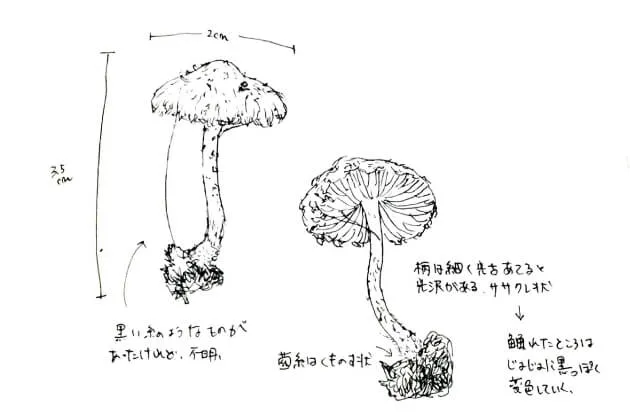 不明菌