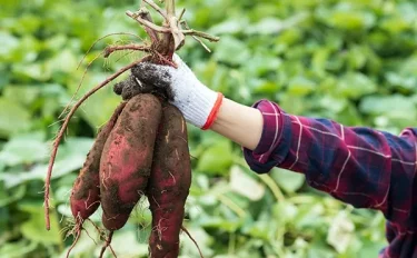 【家庭菜園】 【サツマイモの育て方】苗選びのコツやお手入れのポイント、収穫・貯蔵方法は？