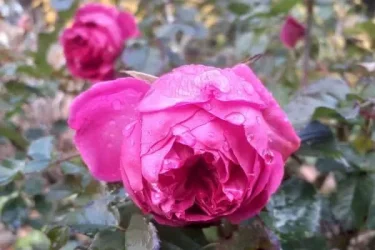 Labyrinth バラの迷宮 pickup100『フレーズ』