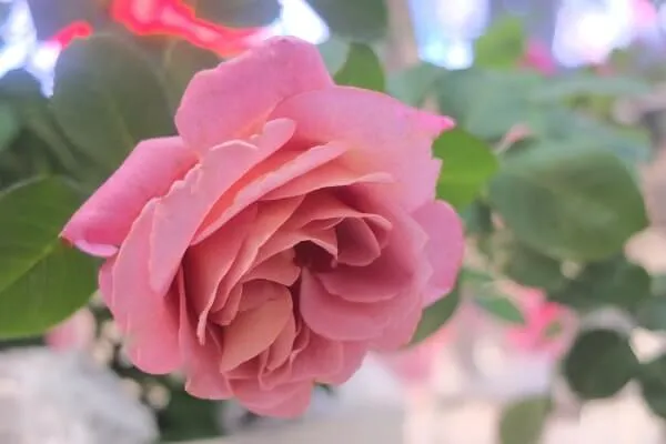 Labyrinth バラの迷宮 pickup74『ドレープ』