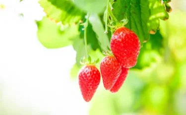 【家庭菜園】【イチゴの育て方】イチゴのお勧めする栽培方法
