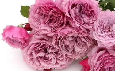 Labyrinth  バラの迷宮 pickup108『ウインディナイト』