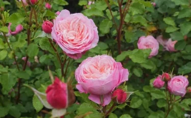 Labyrinth バラの迷宮 pickup136『ピルエット』