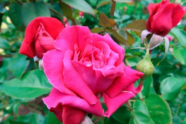 Labyrinth バラの迷宮 pickup133『ジョリー メロディー』