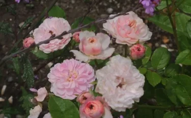 Labyrinth バラの迷宮 pickup118『プチ ポワン』