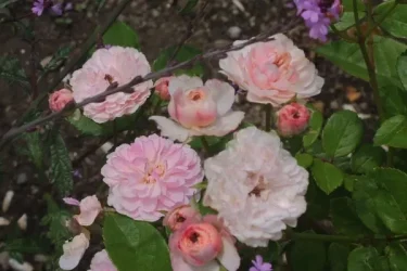 Labyrinth バラの迷宮 pickup118『プチ ポワン』