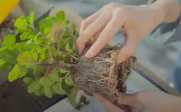 鉢に植える前