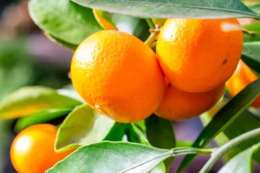 果樹栽培】 みかんの木への肥料の与え方やタイミング、栽培の注意点は