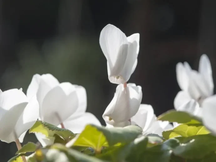 可憐に冬の庭を彩る！冬に咲く花23選｜育て方や管理のポイントは