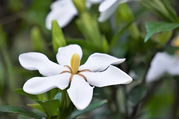 クチナシの育て方｜花の特徴や管理のコツ、増やし方は？