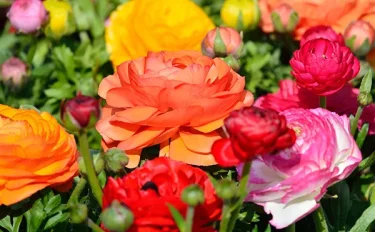 3月に開花する花5選｜春に観賞できるおすすめ植物は？
