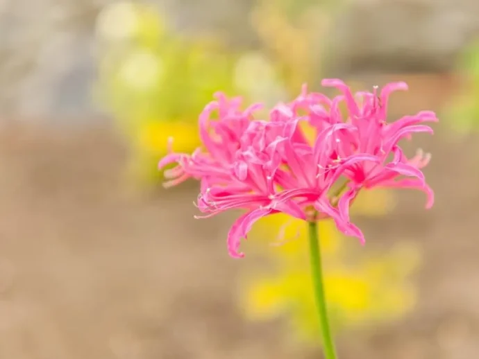 可憐に冬の庭を彩る！冬に咲く花23選｜育て方や管理のポイントは