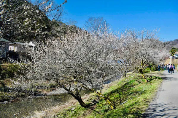 ウメが咲く小仏川河岸