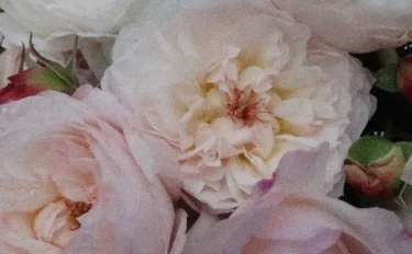 Labyrinth バラの迷宮 pickup120『サボン』