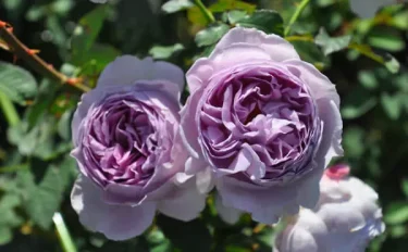 Labyrinth バラの迷宮 pickup79『リラ』