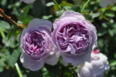 Labyrinth バラの迷宮 pickup79『リラ』