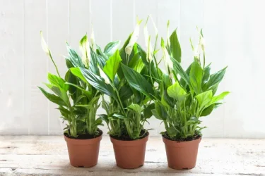 観葉植物　スパティフィラム 観葉植物】 【スパティフィラムの育て方】植え替えのコツを紹介します